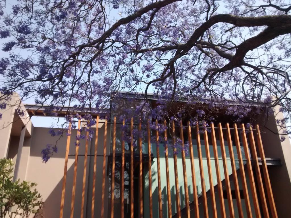 Hotel Criol Querétaro Esterno foto Jacaranda trees in bloom at the University of Pretoria
